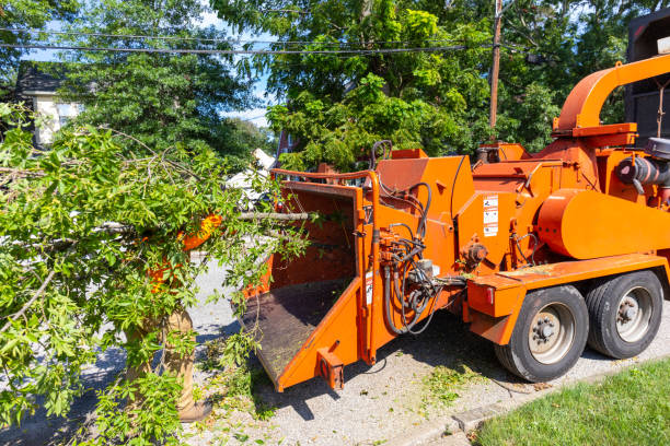 Reliable Mankato, MN Tree Service Solutions